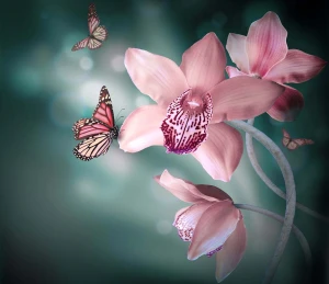 Tranh Spa Lan Hồ Điệp hồng