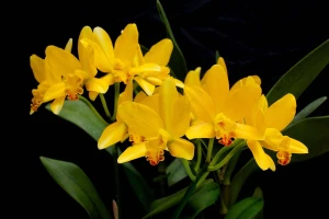 Tranh Spa Lan Hồ Điệp vàng