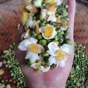 Nụ Hoa Trà Bảo Ngọc - Trà An Thần Dễ Ngủ Dưỡng Nhan - 1 Hộp