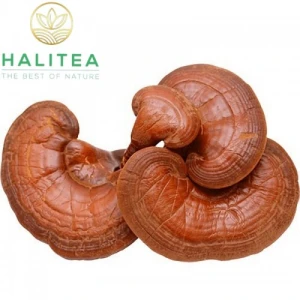 Nấm Linh Chi Rừng Túi 500gr