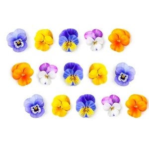 Hoa Bướm Viola 12G