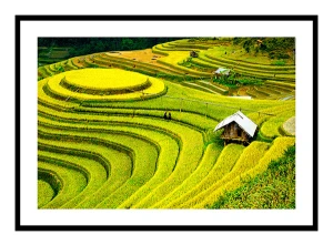 Tổng hợp 26 tranh ruộng bậc thang treo tường đẹp nhất