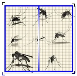 Cửa lưới chống muỗi dạng xếp