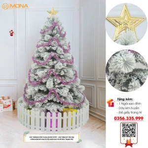 Cây Thông Cước 3 Loại Lá Phủ Tuyết Cây Thông Cước 3 Loại Lá Phủ Tuyết Giá Rẻ