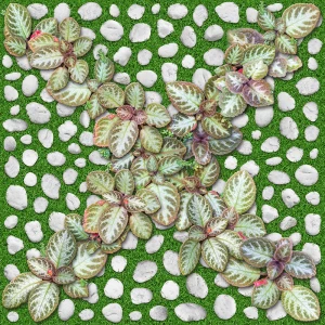 Gạch Granite Men Mờ Lát Sân Vườn 40*40cm 4040GREENERY004