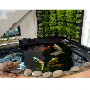 Hồ Cá Koi Trong Nhà Phố