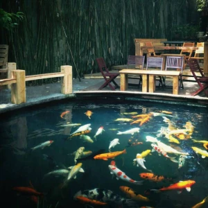 Tiểu Cảnh Hồ Cá Đẹp Cho Quán Cafe Nhà Hàng