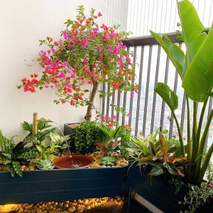 Tiểu Cảnh Ướt Ban Công Chung Cư Đẹp