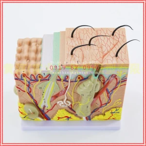 Mô Hình Giải Phẫu Cấu Tạo Các Lớp Da Người Tỷ Lê Gấp 50 Lần Dùng Spa Giảng Dạy Y Tế