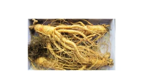 Nhân Sâm Tươi Hàn Quốc 4 Củ Trên 1KG