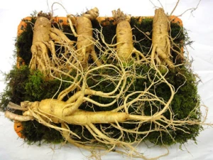 Sâm Tươi Hàn Quốc 5 Củ Trên 1kg