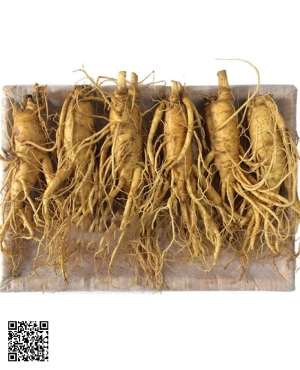 Nhân Sâm Tươi Hàn Quốc 6 củ/kg