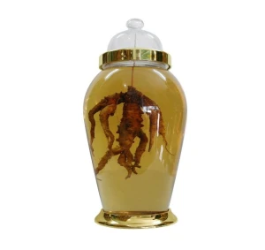 Bình sâm hàn quốc mã số 3 thể tích 25 lít cao 67 rộng 35cm